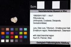 Foto (Objket + Etiketten) von Decapoda indet. 